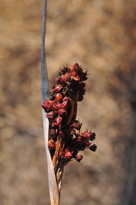 Juncus acutus / Giunco pungente